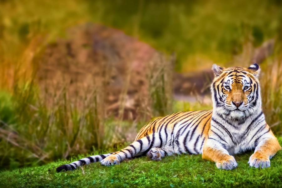 Golden Triangle Tour with Ranthambore